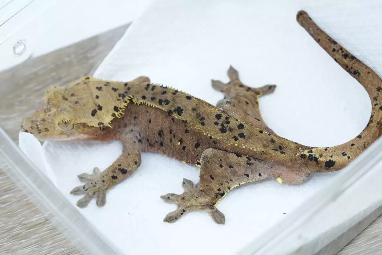 plant/ps773 male red based super dal (bertopia produced)-0