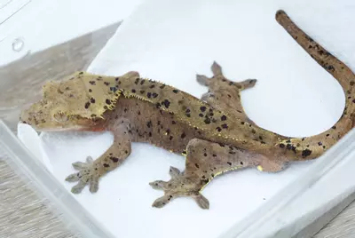 plant/ps773 male red based super dal (bertopia produced)-0-thumbnail