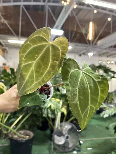 plant/0360 anthurium papi Bess-0-thumbnail