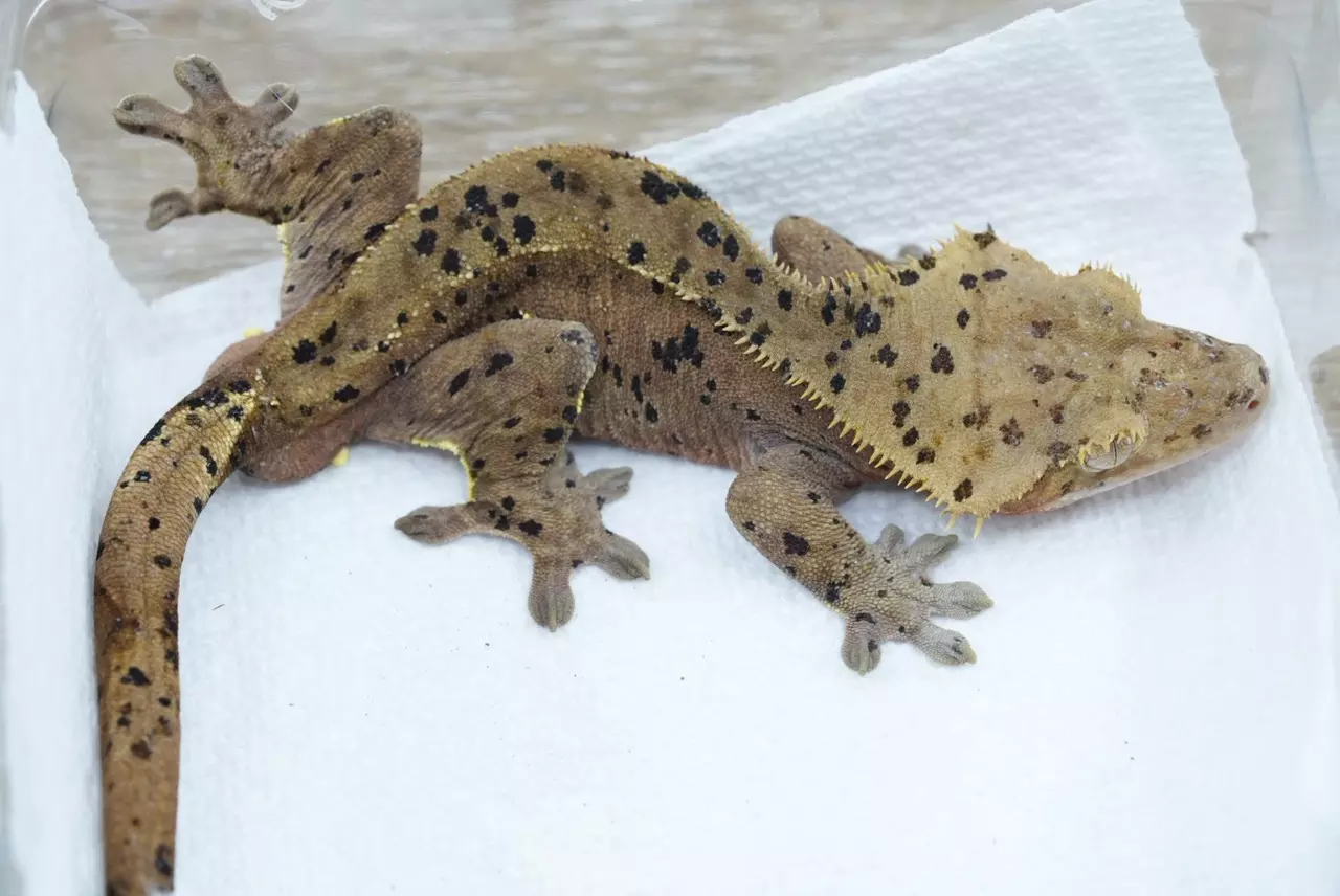 plant/ps773 male red based super dal (bertopia produced)-1