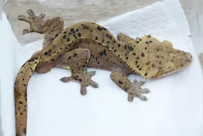 plant/ps773 male red based super dal (bertopia produced)-1-thumbnail