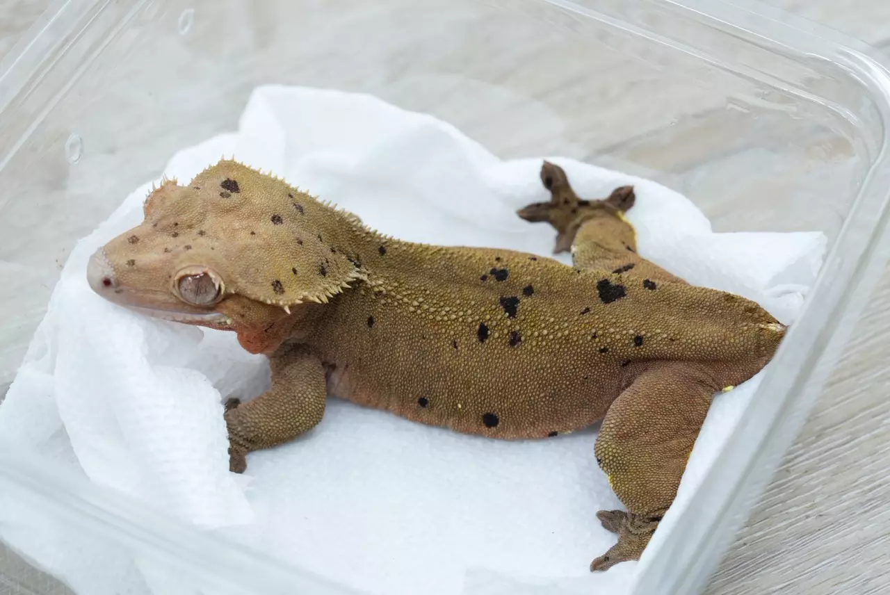 plant/ps766 female proven Dalmatian red based-1