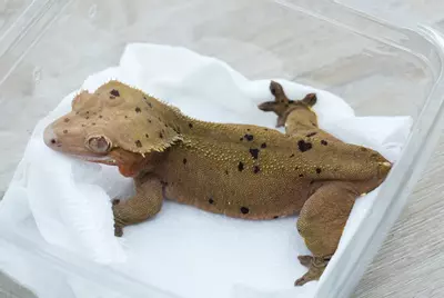 plant/ps766 female proven Dalmatian red based-1-thumbnail