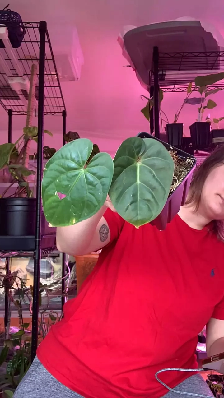 plant/Carla x Sag (Paul M. Cross)-0