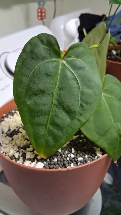 plant/BVEP-0-thumbnail