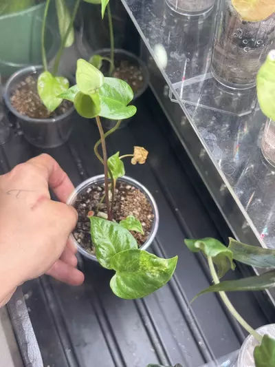 plant/045 Anthurium Var Hookerii-0-thumbnail