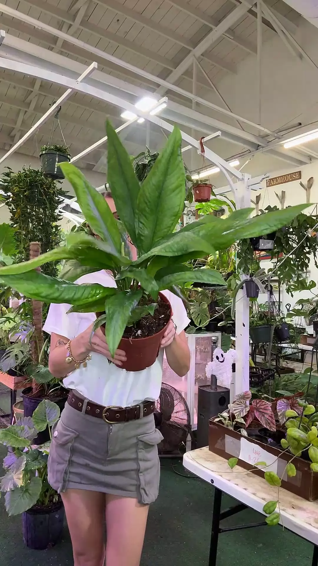 plant/1709 anthurium bakeri-0