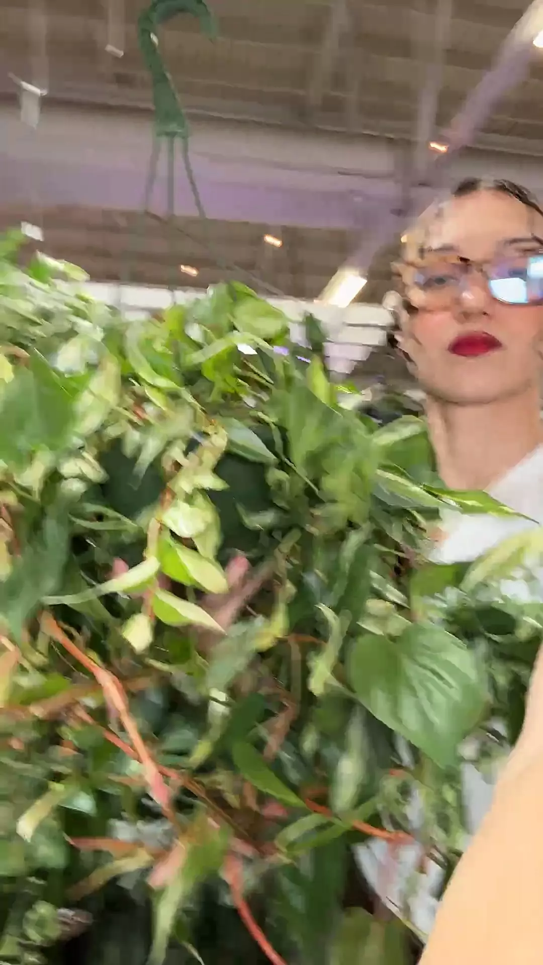 plant/philodendron rio 8”-0