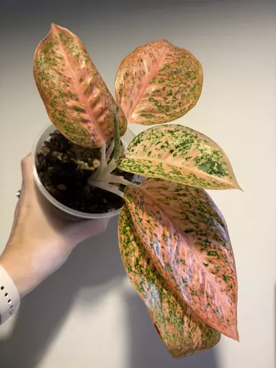 plant/Aglaonema ‘Orange Stardust’-0-thumbnail