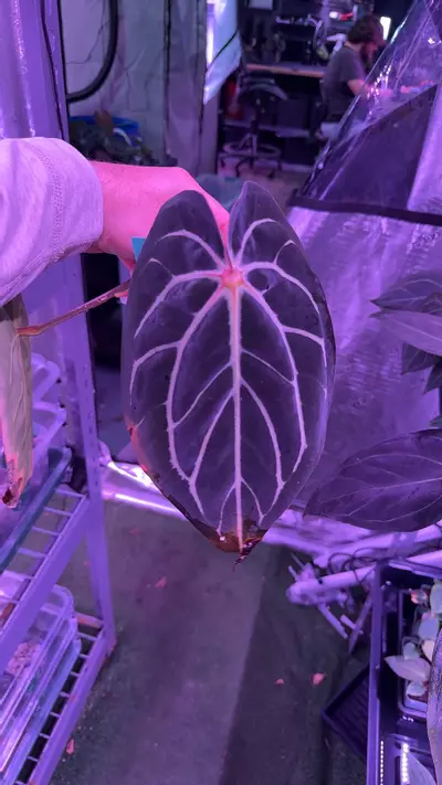 plant/Carla GPH001 self top cutting-0-thumbnail