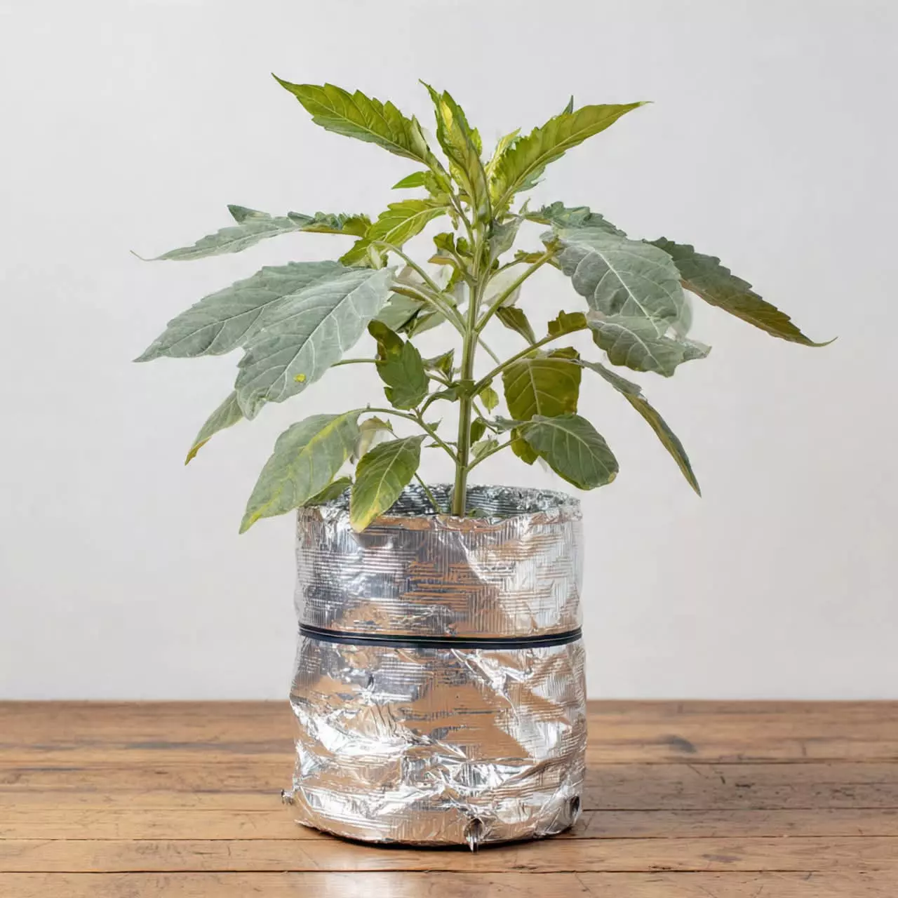 plant/insulation only-0