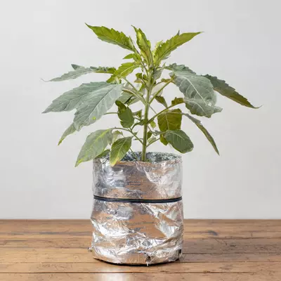 plant/insulation only-0-thumbnail