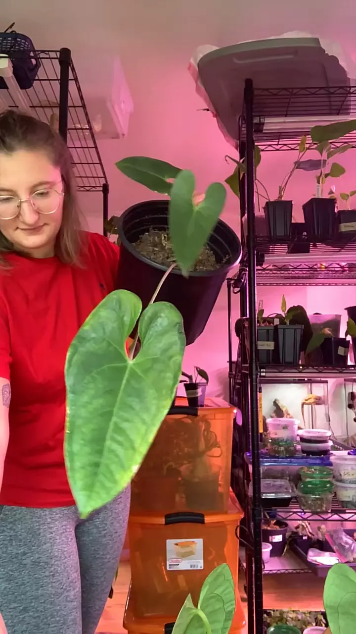 plant/Wide Form Verapazense-0