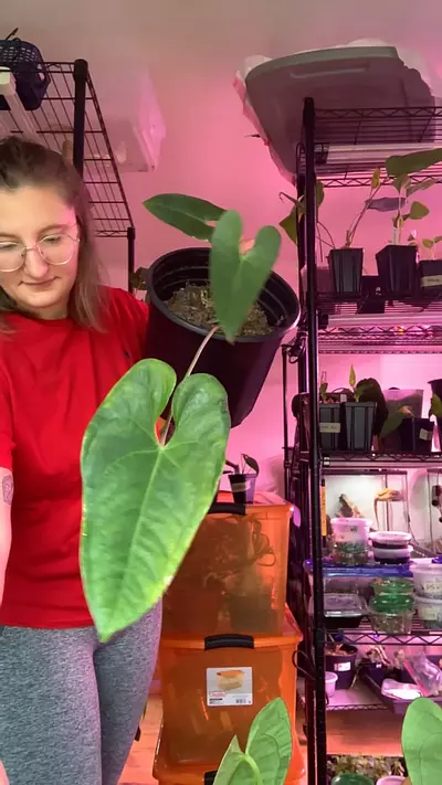 plant/Wide Form Verapazense-0-thumbnail