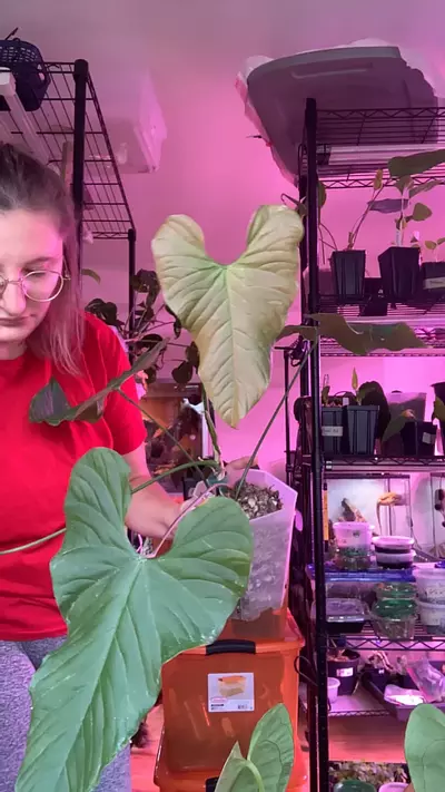 plant/Balaoanum-0-thumbnail