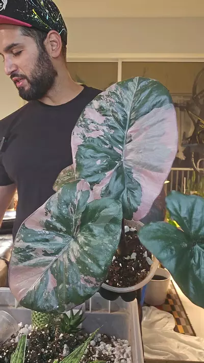plant/Alocasia Serendipity 5in clr-0-thumbnail