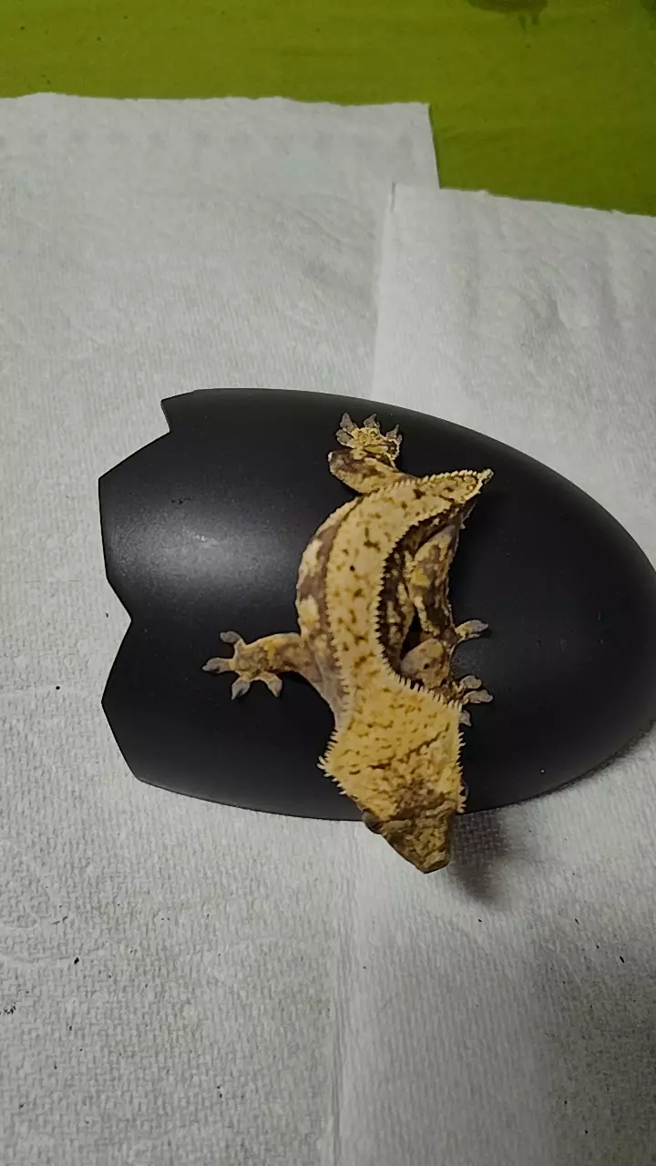 plant/Petunia & Applespark M 05/15/24a-0