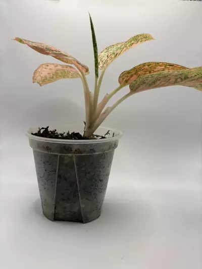 plant/Aglaonema ‘Orange Stardust’-2-thumbnail