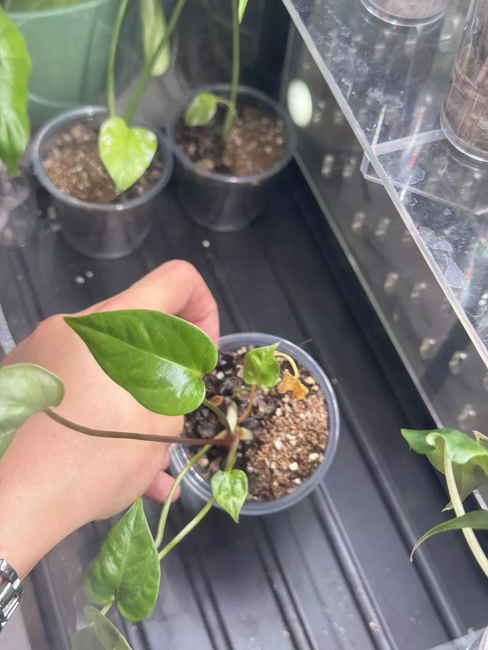 plant/045 Anthurium Var Hookerii-1