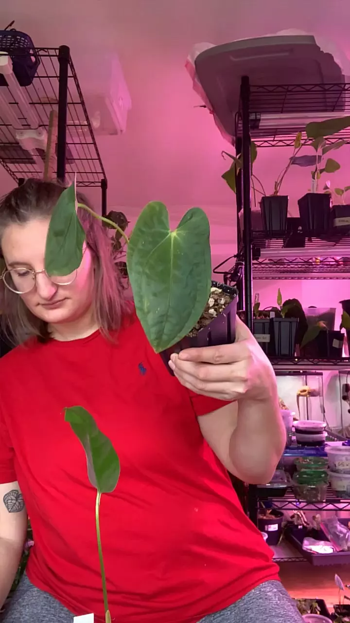 plant/Pap Shrek x Pap RA5 (Paul M. Cross)-0