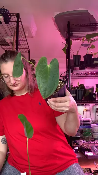 plant/Pap Shrek x Pap RA5 (Paul M. Cross)-0-thumbnail