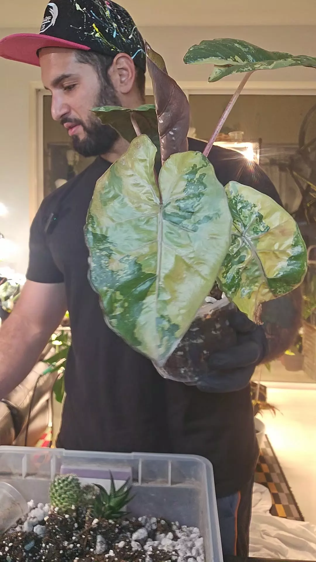 plant/Alocasia Yucatán princess 5in clr-0