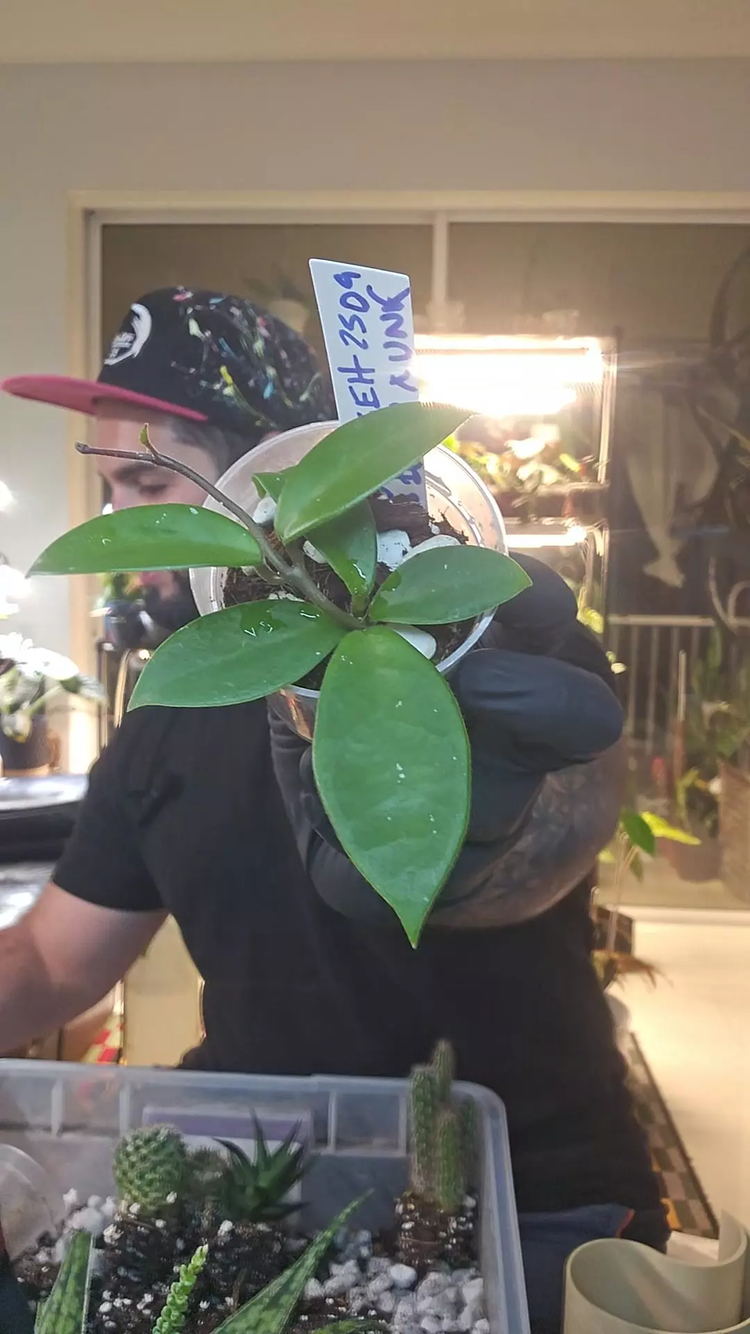 plant/Hoya GEH 2509 2.5in *exact*-0