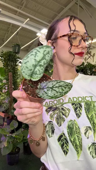 plant/0078 Scindapsus silver lady-0-thumbnail