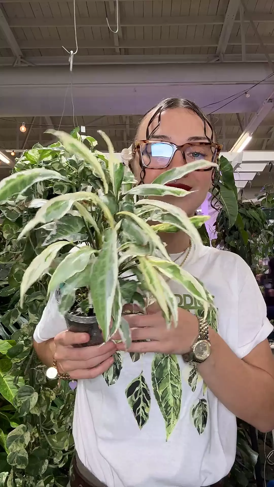 plant/sygonium starlite 1699-0