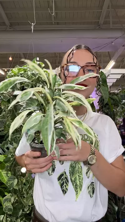 plant/sygonium starlite 1699-0-thumbnail