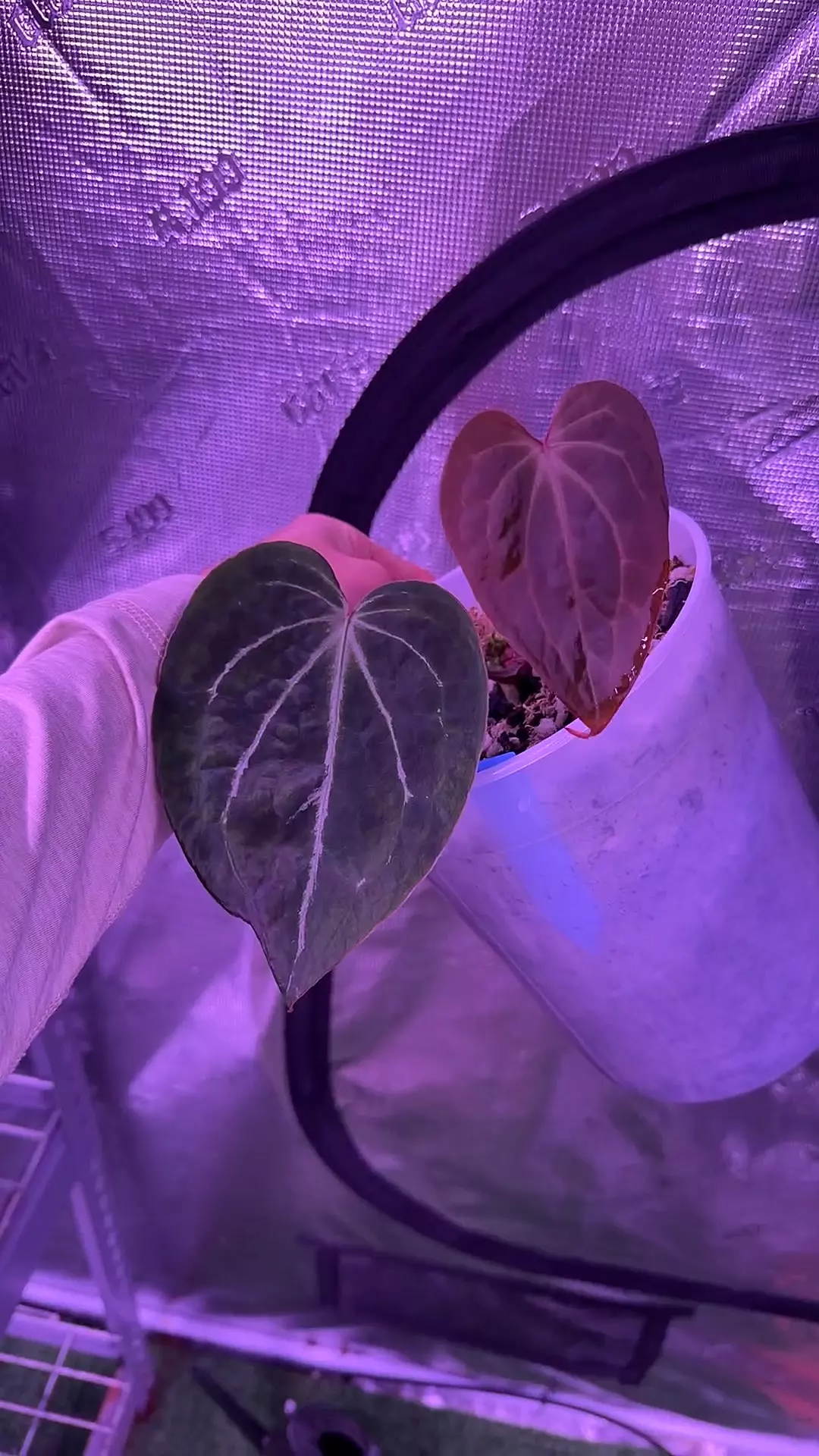 plant/Stripey clone-0