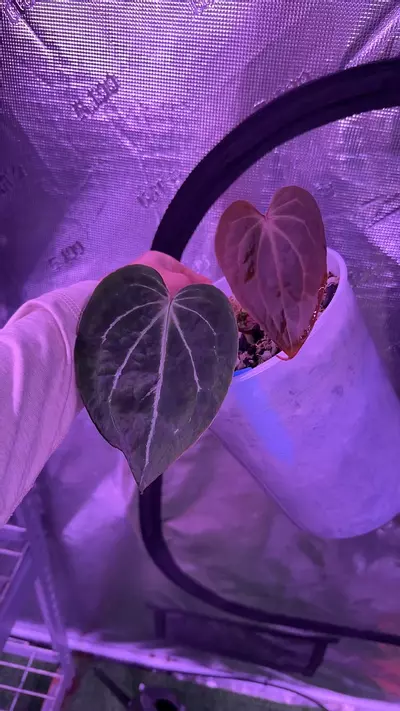 plant/Stripey clone-0-thumbnail