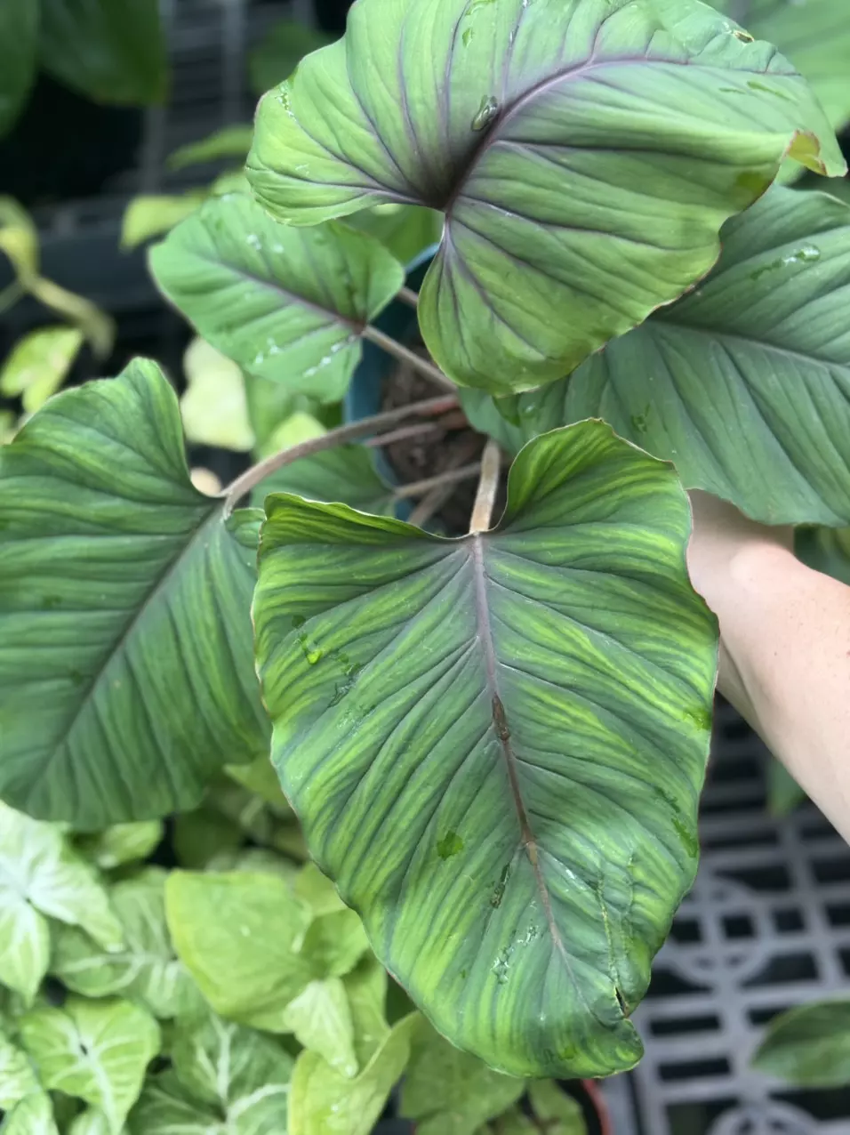 plant/Red Velvet Adelonema-0