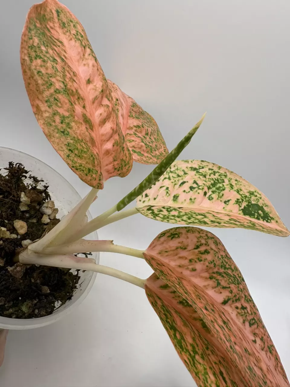 plant/Aglaonema ‘Orange Stardust’-1