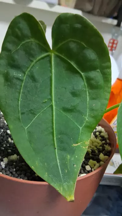 plant/BVEP-2-thumbnail