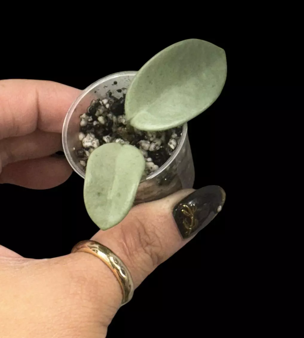 plant/Hoya Grey Fairy 🧚-0