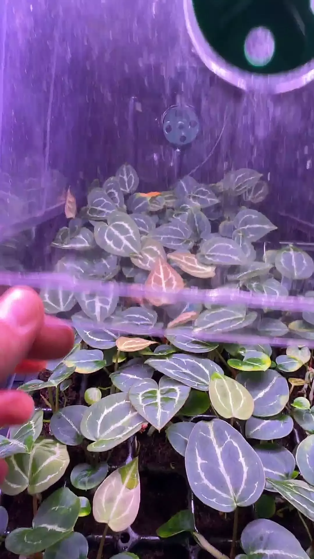 plant/Heinz x Labyrinth *grower’s choice*-0