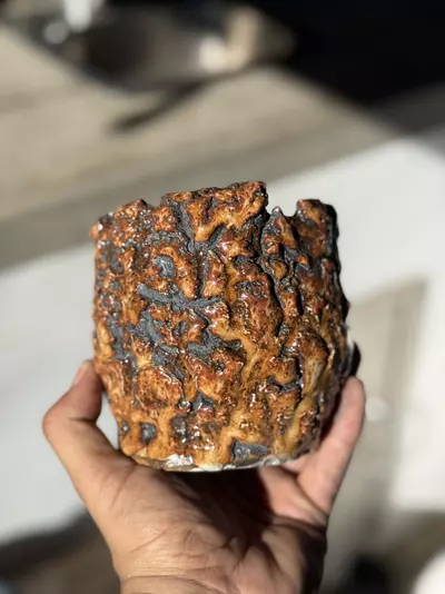 plant/Tiger 4.5x4.5-0-thumbnail