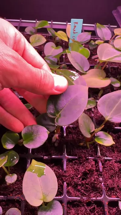 plant/Carla x KoS-0-thumbnail