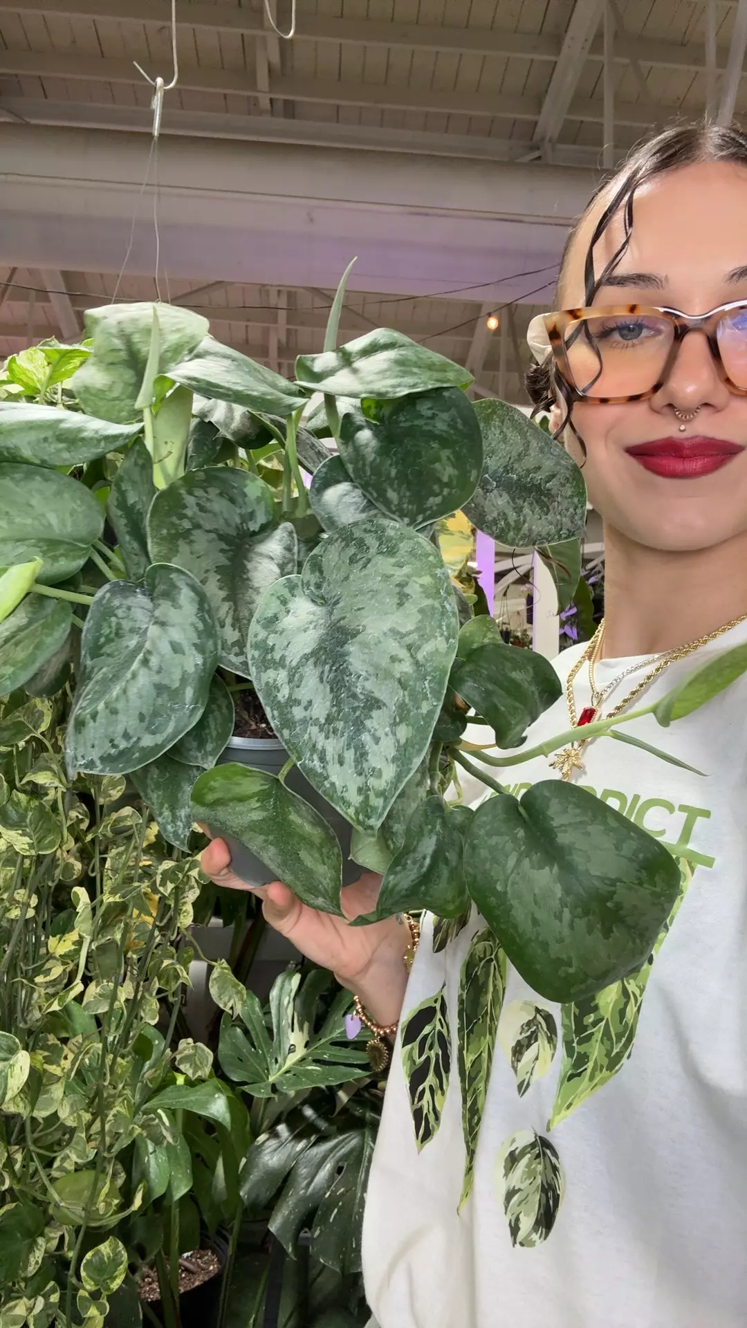 plant/1922 scindapsus silver splash-0