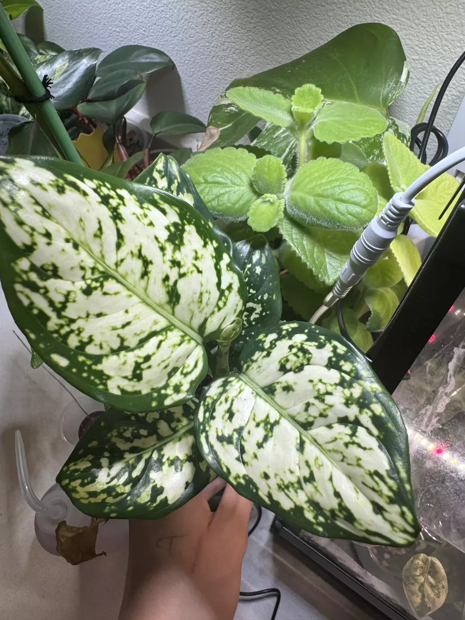 plant/046 Agleonema Super White-0