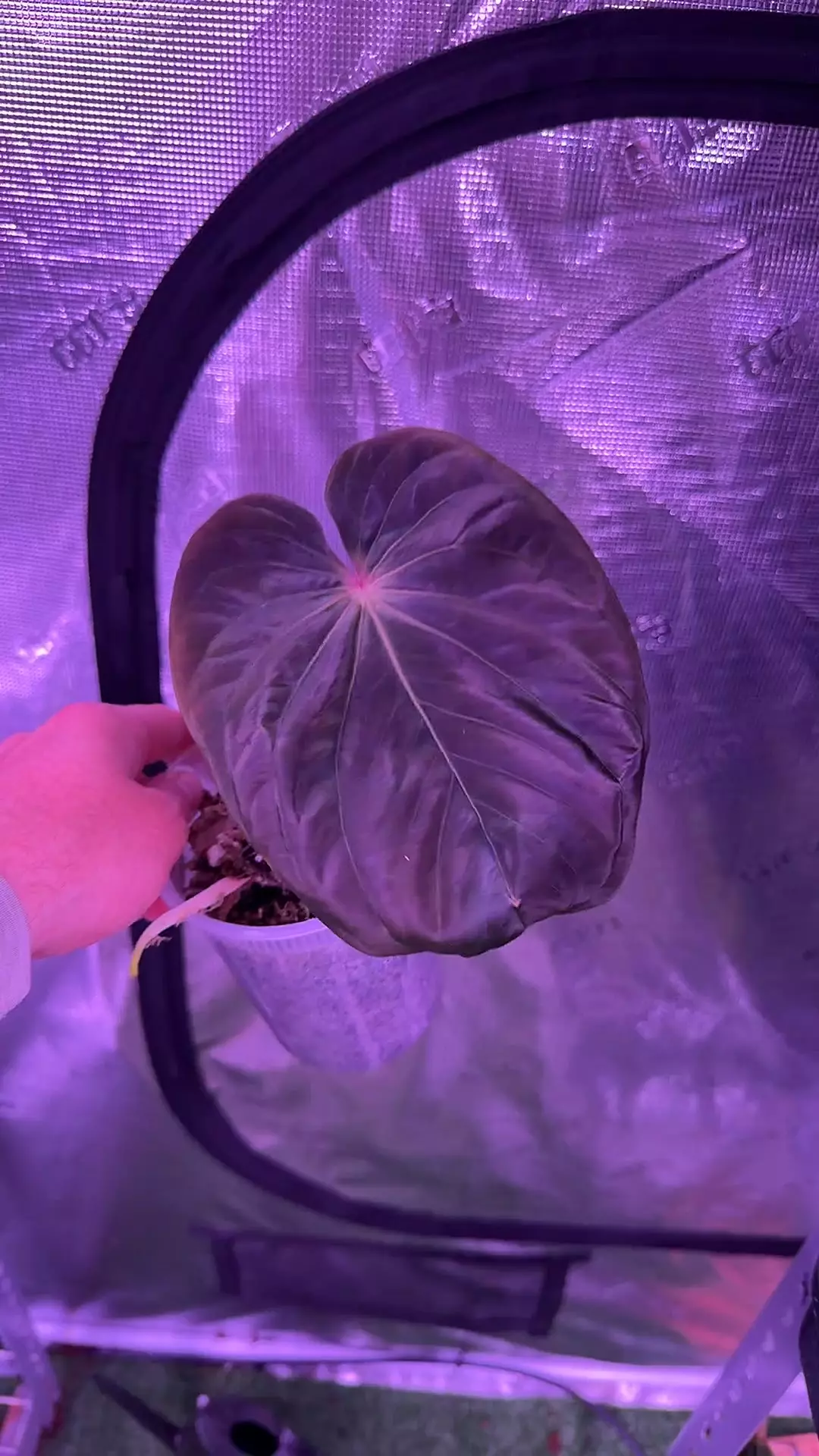 plant/antolakii Round x RA1 #5 holdback-0