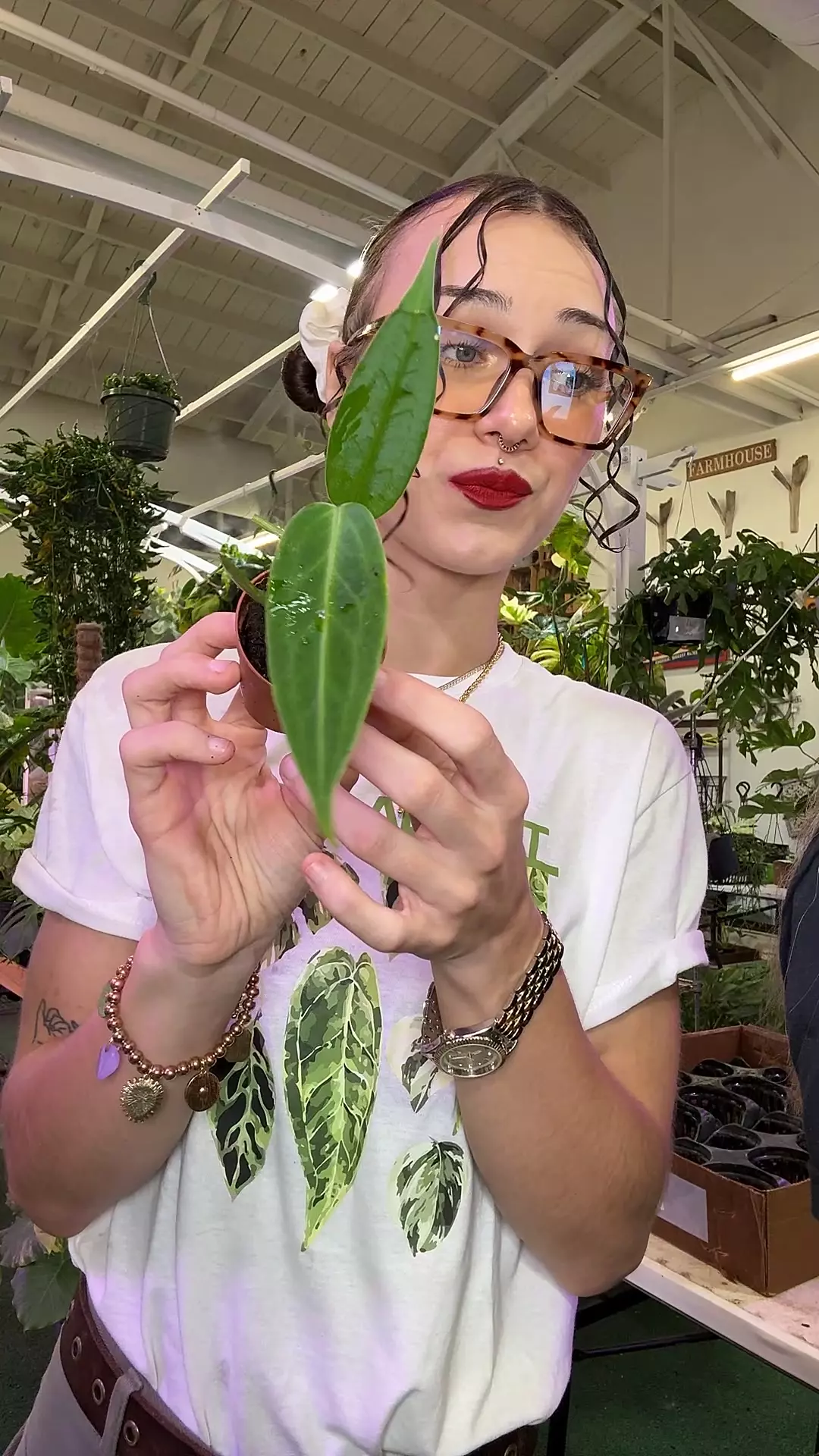 plant/1690 anthurium warecqueanum-0