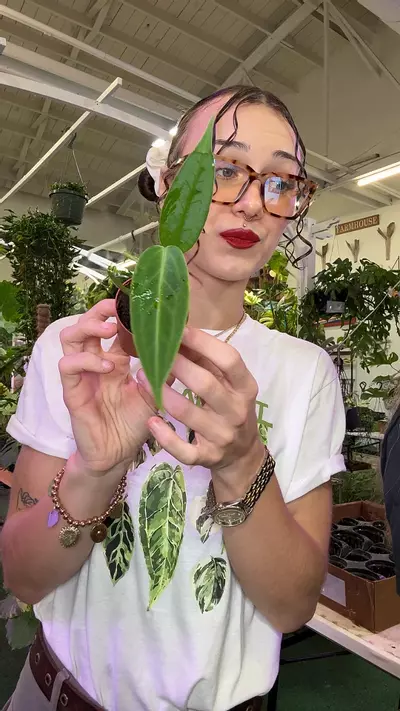 plant/1690 anthurium warecqueanum-0-thumbnail