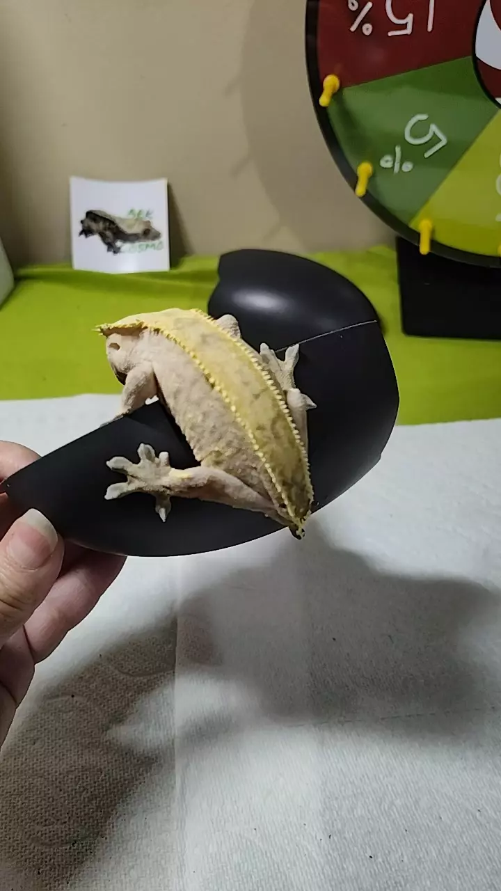 plant/Quill proven breeder F-0