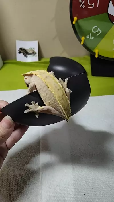 plant/Quill proven breeder F-0-thumbnail