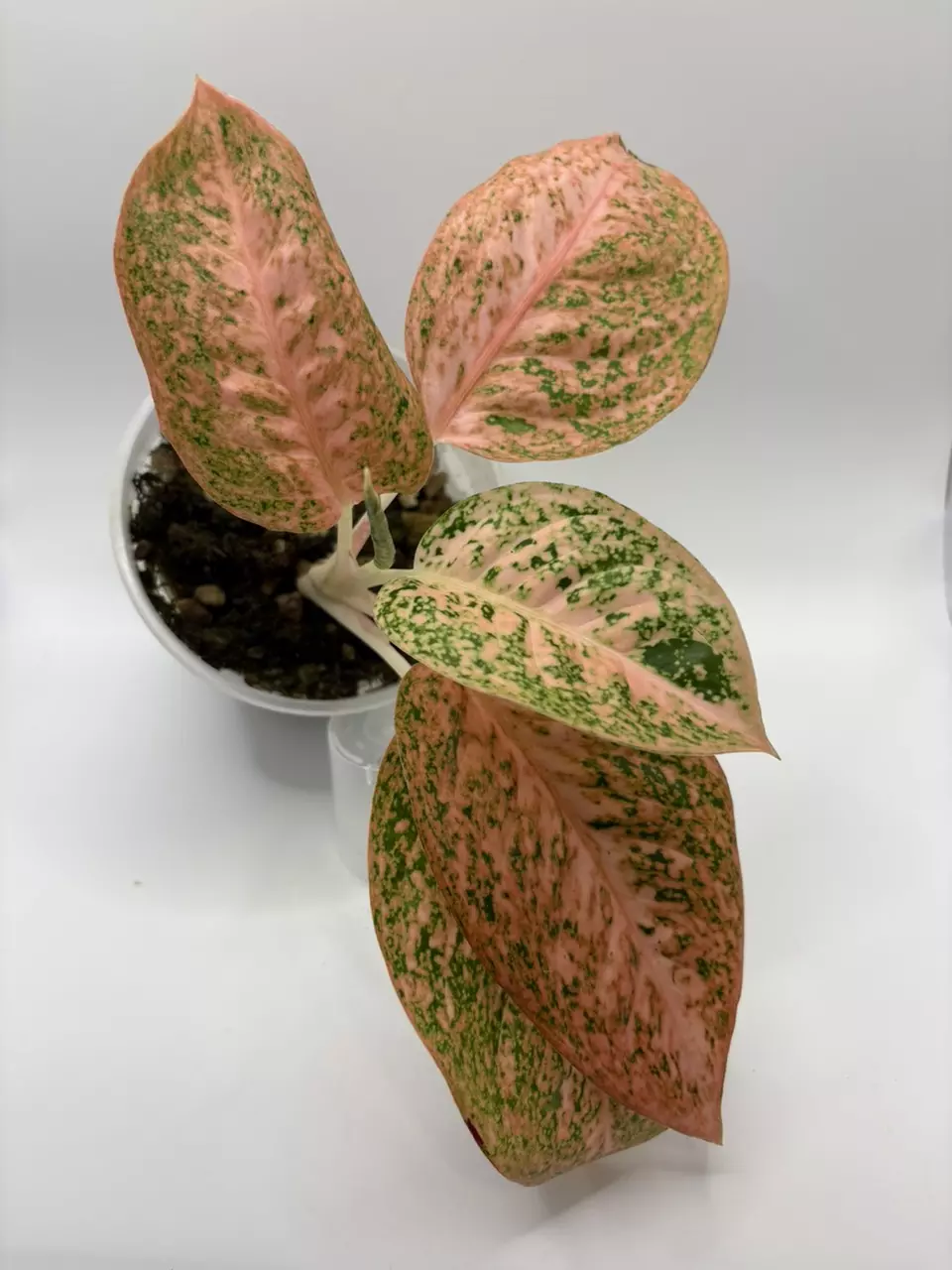 plant/Aglaonema ‘Orange Stardust’-3