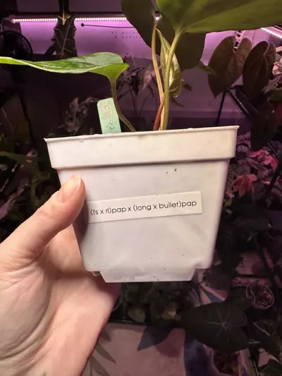 plant/G7 Anthurium (fs x rl)pap x (long x bullet) pap-3-thumbnail