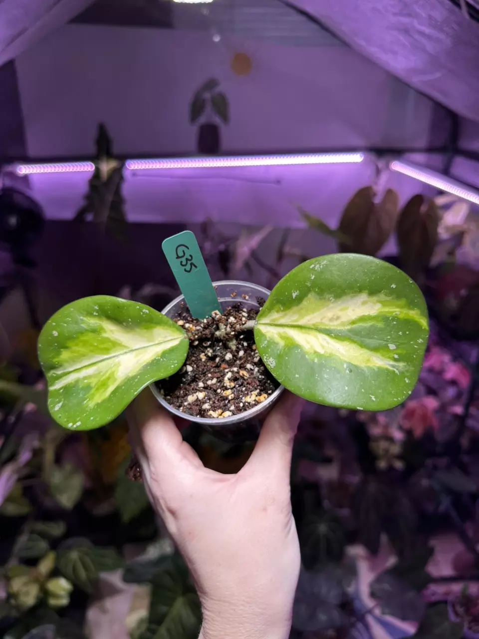 plant/G35 Hoya Obovata Inner Variegated Splash-0