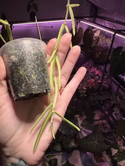 plant/P210 Hoya Linearis-2-thumbnail